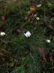 Tripleurospermum inodorum