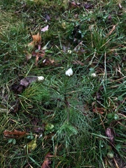 Tripleurospermum inodorum