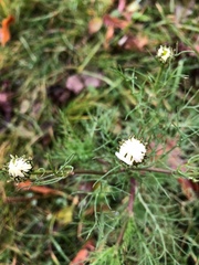 Tripleurospermum inodorum