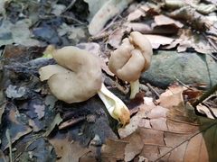 Helvella