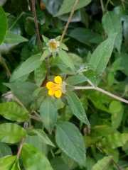 Sclerocarpus phyllocephalus