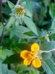 Sclerocarpus phyllocephalus