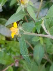 Sclerocarpus phyllocephalus