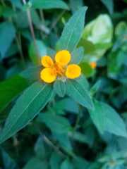 Sclerocarpus phyllocephalus