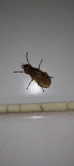 Euthycera cribrata