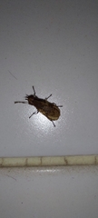 Euthycera cribrata