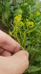 Rorippa palustris palustris