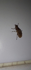 Euthycera cribrata