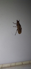 Euthycera cribrata