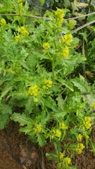 Rorippa palustris palustris