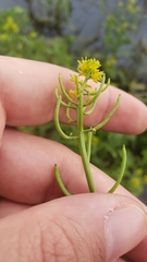 Rorippa palustris palustris