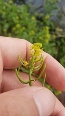 Rorippa palustris palustris