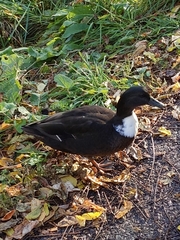 Anas platyrhynchos domesticus