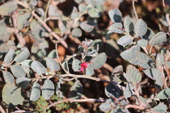 Indigofera monophylla