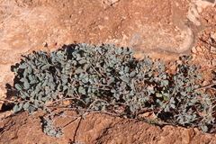 Indigofera monophylla