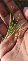 Eriocaulon aquaticum