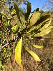 Morella cerifera image