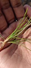 Eriocaulon aquaticum