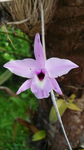 Laelia rubescens image