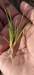 Eriocaulon aquaticum