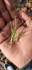 Eriocaulon aquaticum