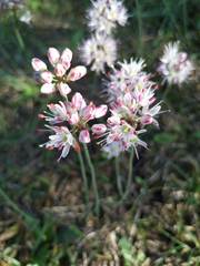 Allium ericetorum