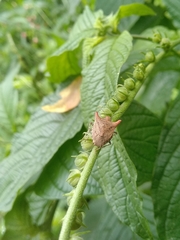 Euschistus cornutus