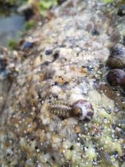 Acanthochitona crinita