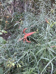 Anisacanthus linearis