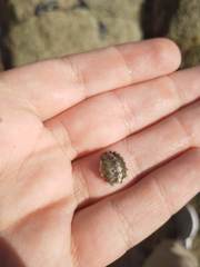 Acanthochitona crinita