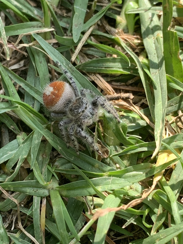 Phidippus adumbratus from Loma Alta Park, Altadena, CA, US on November ...