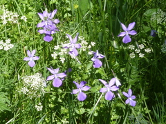 Viola cornuta