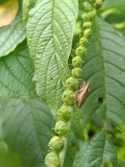 Euschistus cornutus