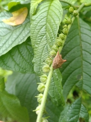 Euschistus cornutus