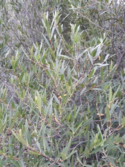 Phillyrea angustifolia
