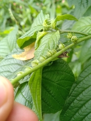 Euschistus cornutus