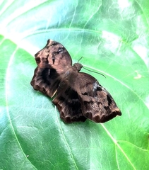 Achlyodes busirus heros