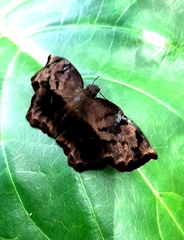 Achlyodes busirus heros