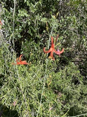 Anisacanthus linearis