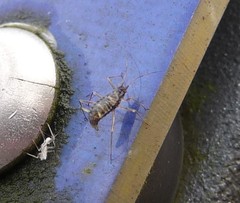 Insecta