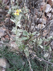 Verbascum rotundifolium
