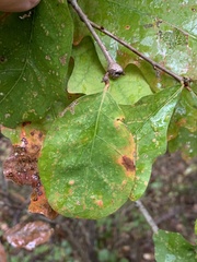 Phylloxera querceti
