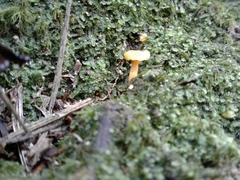 Cantharellus romagnesianus