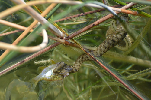 Tessellated Water Snake, Dubravice, Skradin, Chorvatsko, photo 10 of 10