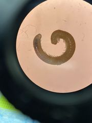 Cylindroiulus latestriatus