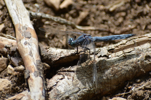Zapadni vilenjak (Orthetrum coerulescens)
