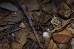 Gryllomorpha longicauda