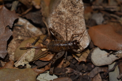 Gryllomorpha longicauda