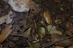 Gryllomorpha longicauda