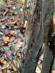 Cryphonectria parasitica